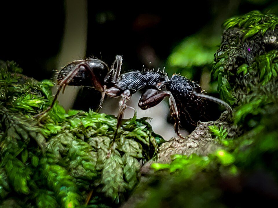 Ant Control