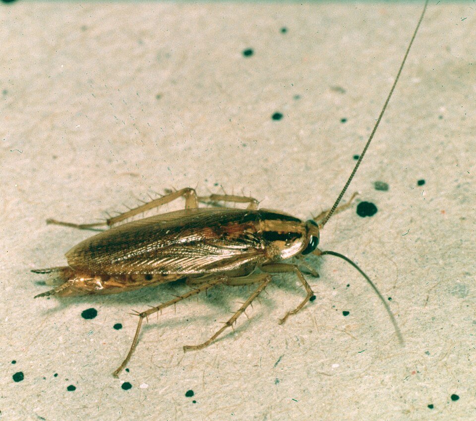 Cockroach Extermination