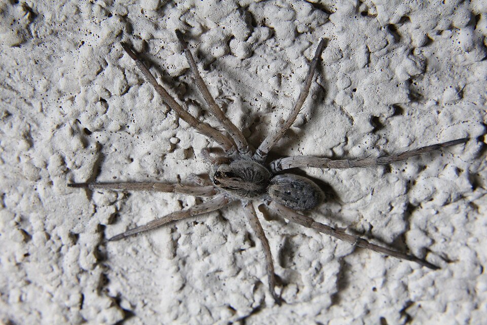 Spider & Insect Control
