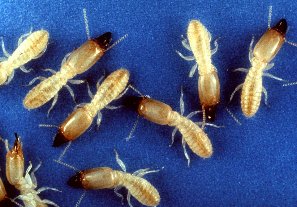 Termite Control